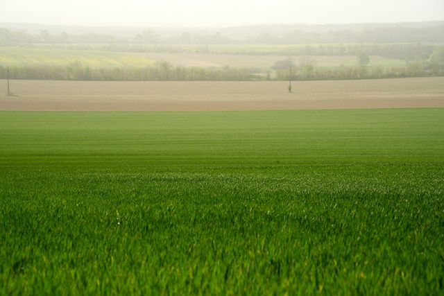 Een groen graanveld in de lente
