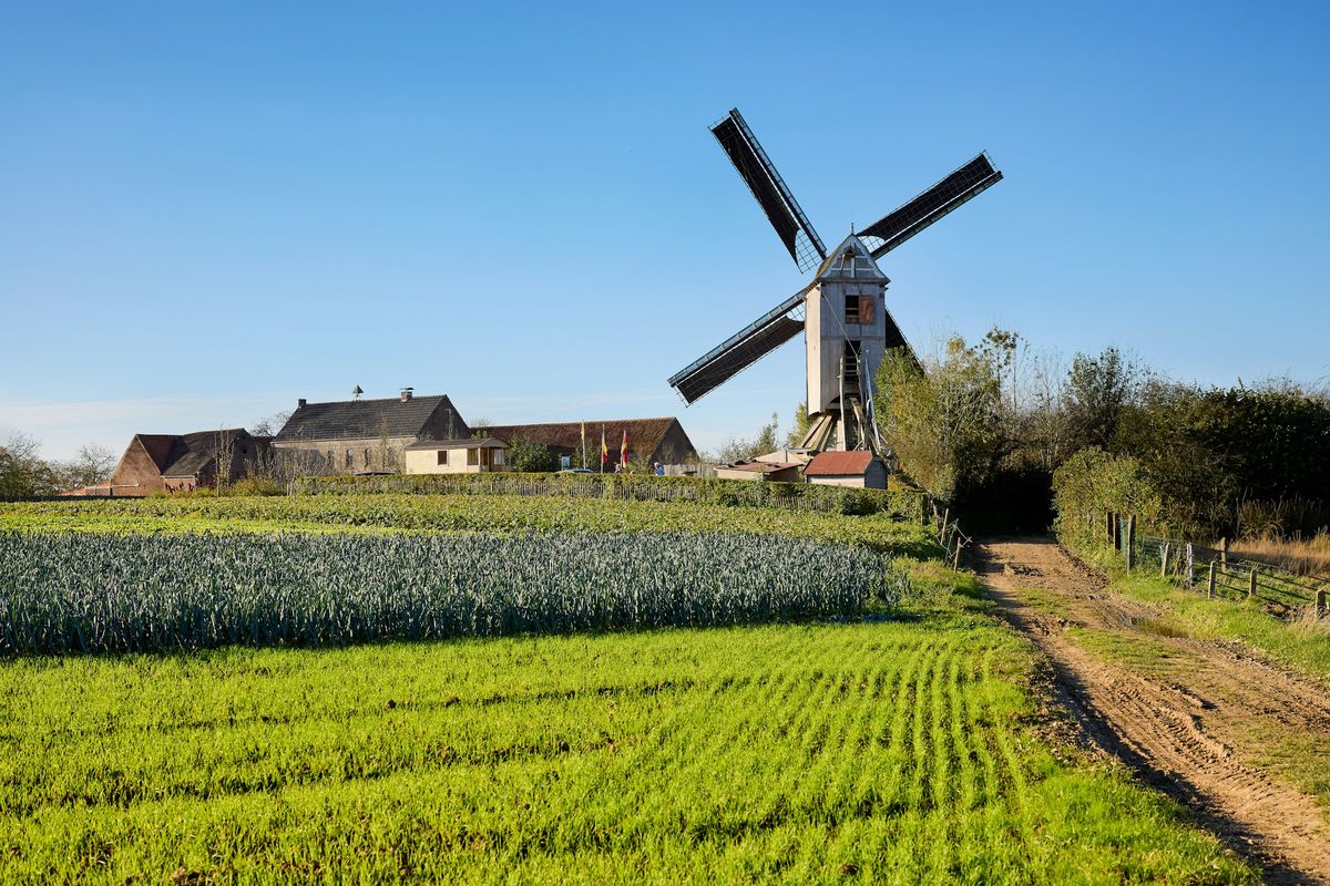 Een veld met prei naast een houten windmolen