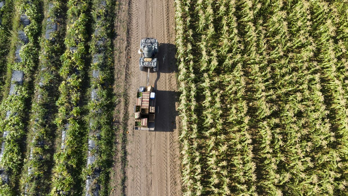 Een tractor met een kar rijdt tussen twee velden, van bovenaf gezien